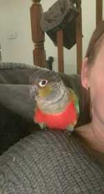 Lost Conure