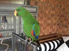 Lost Eclectus