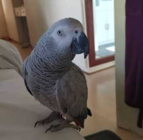 Lost African Grey