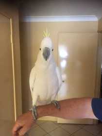 Lost Cockatoo