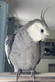 Lost Cockatiel