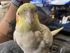 Lost Cockatiel