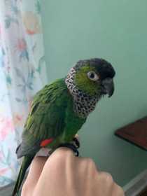 Lost Conure