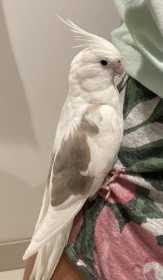 Lost Cockatiel