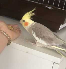 Lost Cockatiel