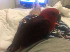 Lost Eclectus