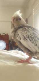 Lost Cockatiel