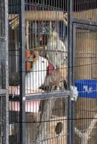 Lost Cockatiel
