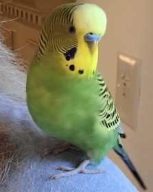 Lost Budgerigar