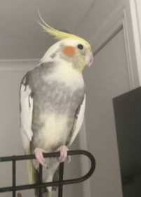 Lost Cockatiel