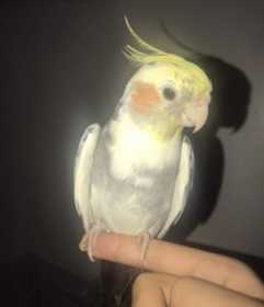 Lost Cockatiel