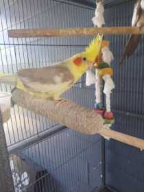 Lost Cockatiel