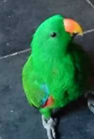 Lost Eclectus