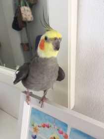 Lost Cockatiel