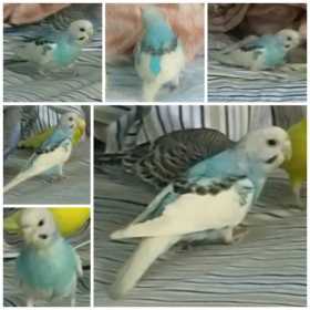 Lost Budgerigar