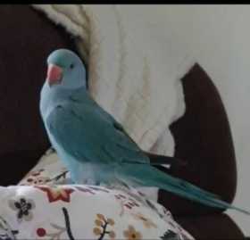 Lost Indian Ringneck Parakeet