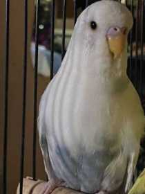 Lost Budgerigar