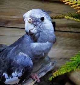 Lost Cockatiel