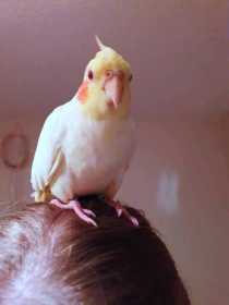 Lost Cockatiel