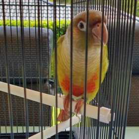 Lost Conure