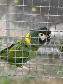 Lost Macaw