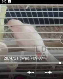 Lost Canary