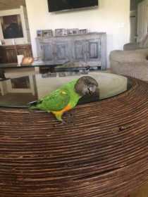 Lost Senegal