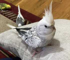 Lost Cockatiel