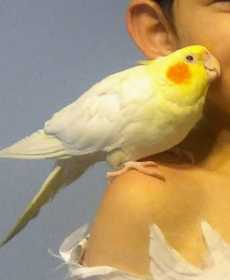 Lost Cockatiel