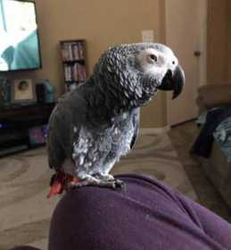 Lost African Grey