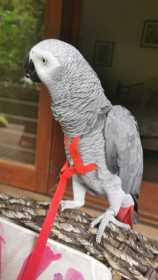 Lost African Grey