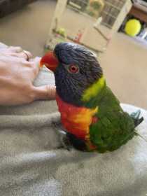 Lost Lory / Lorikeet