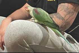 Lost Alexandrine