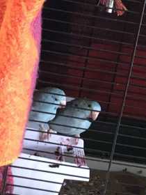 Lost Parrotlet