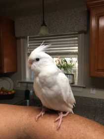 Lost Cockatiel