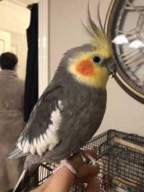 Lost Cockatiel