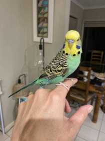 Lost Budgerigar