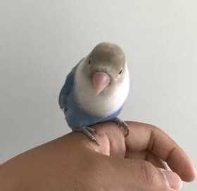 Lost Lovebird