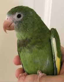 Lost White-Winged / Canary-Winged Parakeet