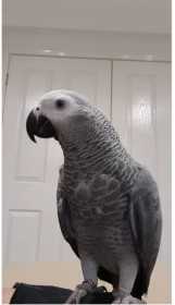 Lost African Grey