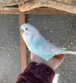 Lost Budgerigar