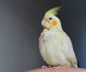 Lost Cockatiel