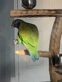 Lost Pionus