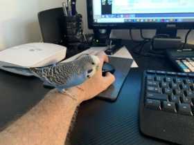 Lost Budgerigar