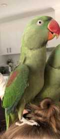 Lost Alexandrine