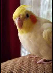 Lost Cockatiel