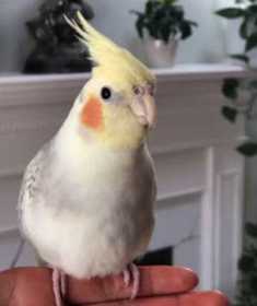 Lost Cockatiel