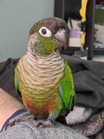 Lost Conure