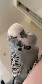 Lost Budgerigar