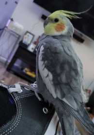 Lost Cockatiel